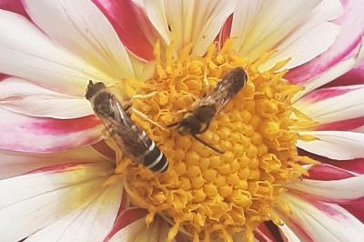 <i>Halictus</i>