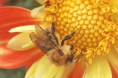 <i>Bombus</i>