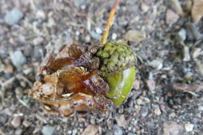 <i>Andricus quercuscalicis</i>