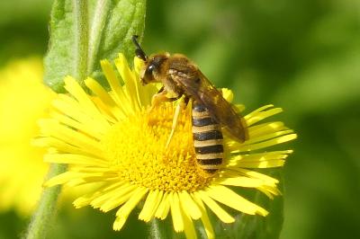 <i>Halictus scabiosae</i>