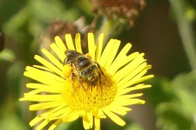<i>Andrena</i>