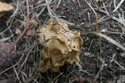 <i>Andricus quercuscalicis</i>