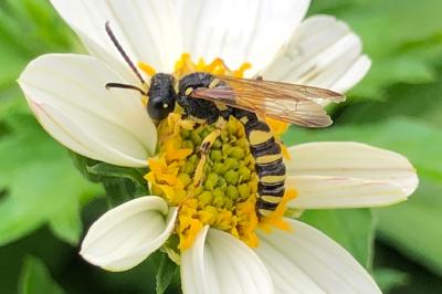 <i>Cerceris</i>