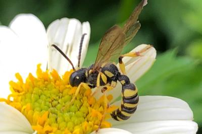 <i>Cerceris</i>