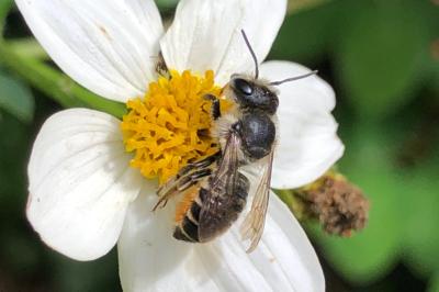 <i>Trachusa byssina</i>