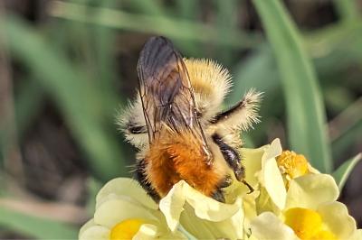 <i>Bombus</i>