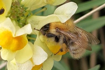 <i>Bombus</i>