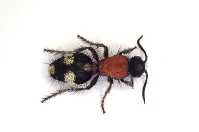 <i>Dasylabris maura</i>