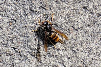 <i>Vespa velutina</i>