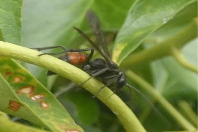 <i>Priocnemis</i>