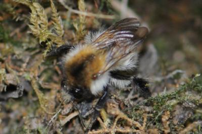 <i>Bombus pascuorum</i>