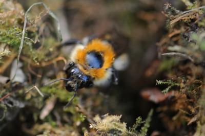 <i>Bombus pascuorum</i>