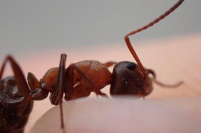 <i>Formica rufibarbis</i>