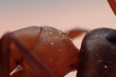 <i>Formica rufibarbis</i>