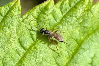 <i>Ichneumon</i>