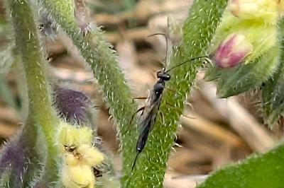 <i>Ichneumon</i>