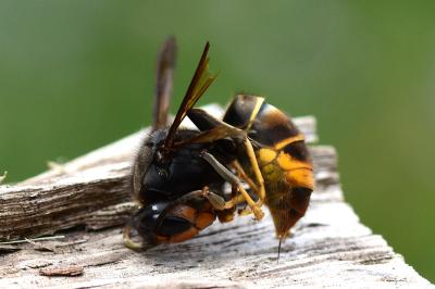 <i>Vespa velutina</i>