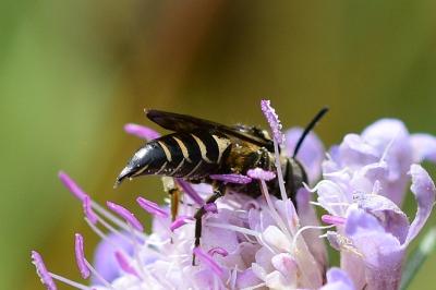 <i>Coelioxys</i>