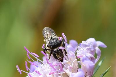 <i>Coelioxys</i>