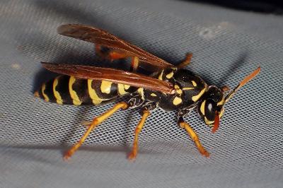<i>Polistes dominula</i>