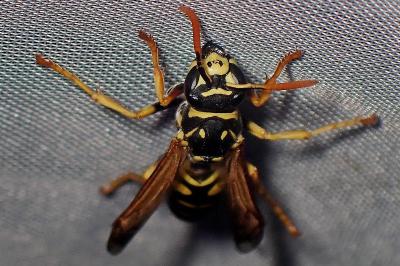 <i>Polistes dominula</i>