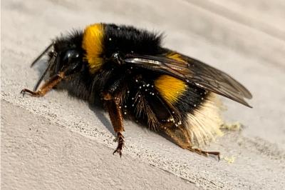 <i>Bombus terrestris</i>