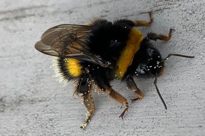 <i>Bombus terrestris</i>