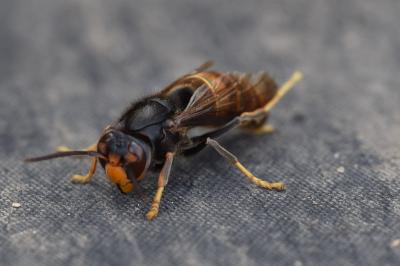 <i>Vespa velutina</i>
