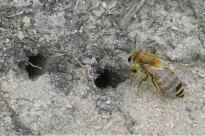 <i>Colletes hederae</i>
