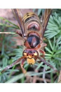 <i>Vespa crabro</i>