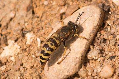 <i>Bembix oculata</i>