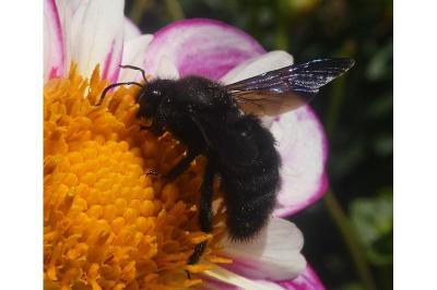 <i>Xylocopa violacea</i>