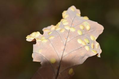 <i>Neuroterus quercusbaccarum</i>