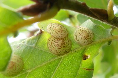 <i>Neuroterus quercusbaccarum</i>