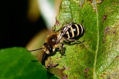 <i>Colletes hederae</i>