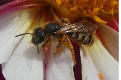 <i>Halictus scabiosae</i>