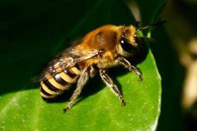 <i>Colletes hederae</i>