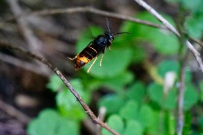 <i>Vespa velutina</i>
