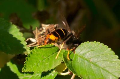 <i>Vespa velutina</i>