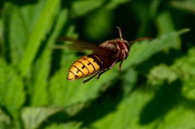 <i>Vespa crabro</i>