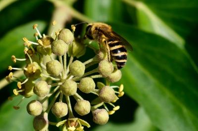 <i>Colletes hederae</i>