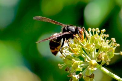 <i>Vespa velutina</i>