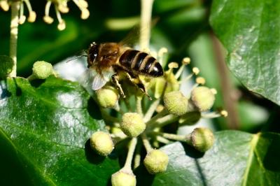<i>Apis mellifera</i>