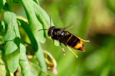 <i>Vespa velutina</i>