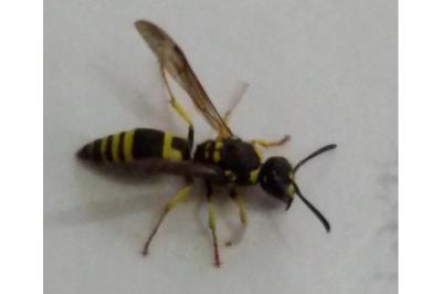 <i>Ancistrocerus</i>