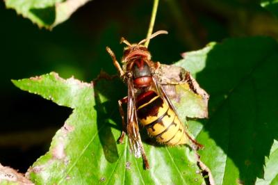 <i>Vespa crabro</i>