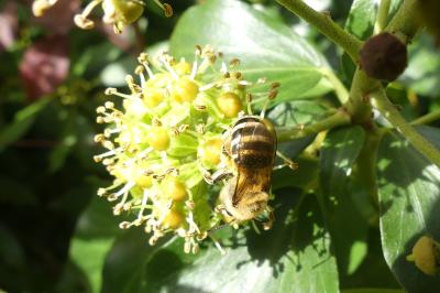 <i>Colletes hederae</i>
