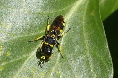 <i>Ectemnius continuus</i>