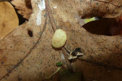 <i>Neuroterus quercusbaccarum</i>