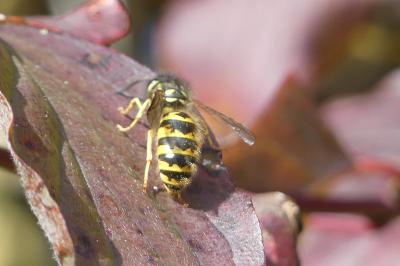 <i>Vespula</i>